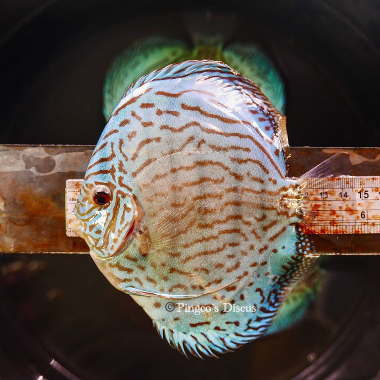 6"+-	Metalic Classic Blue Turquoise (Select Grade)