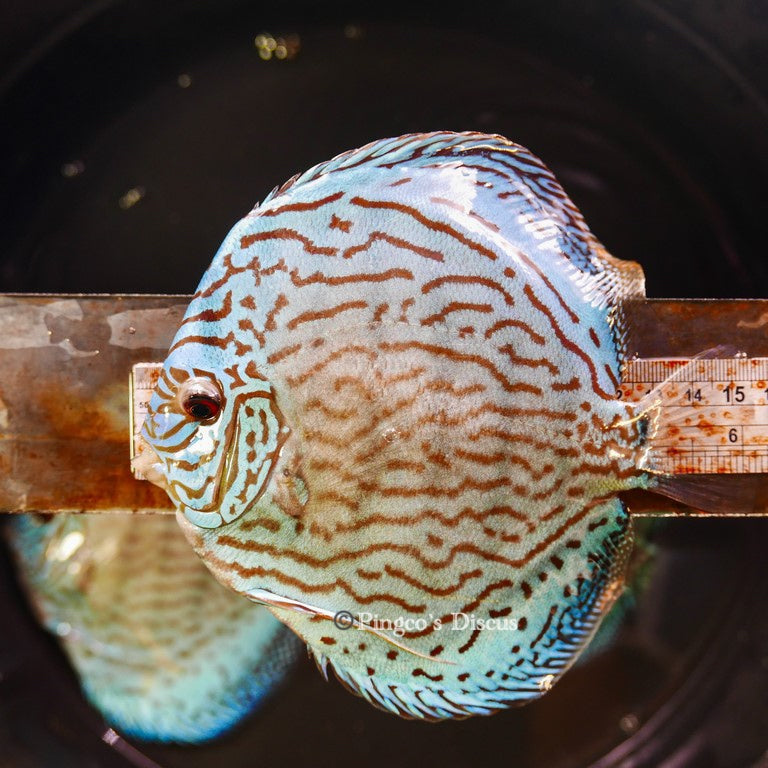 6"+-	Metalic Classic Blue Turquoise (Select Grade)