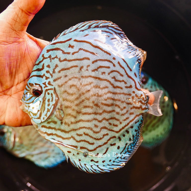 6"+-	Metalic Classic Blue Turquoise (Select Grade)