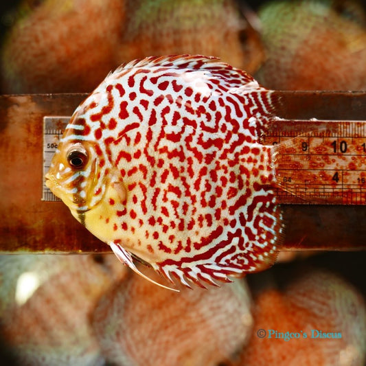 4"	Maze Leopard
