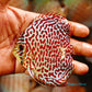 4"	Maze Leopard