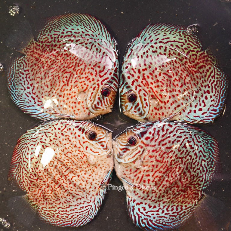 4.5"	Panthera Leopard