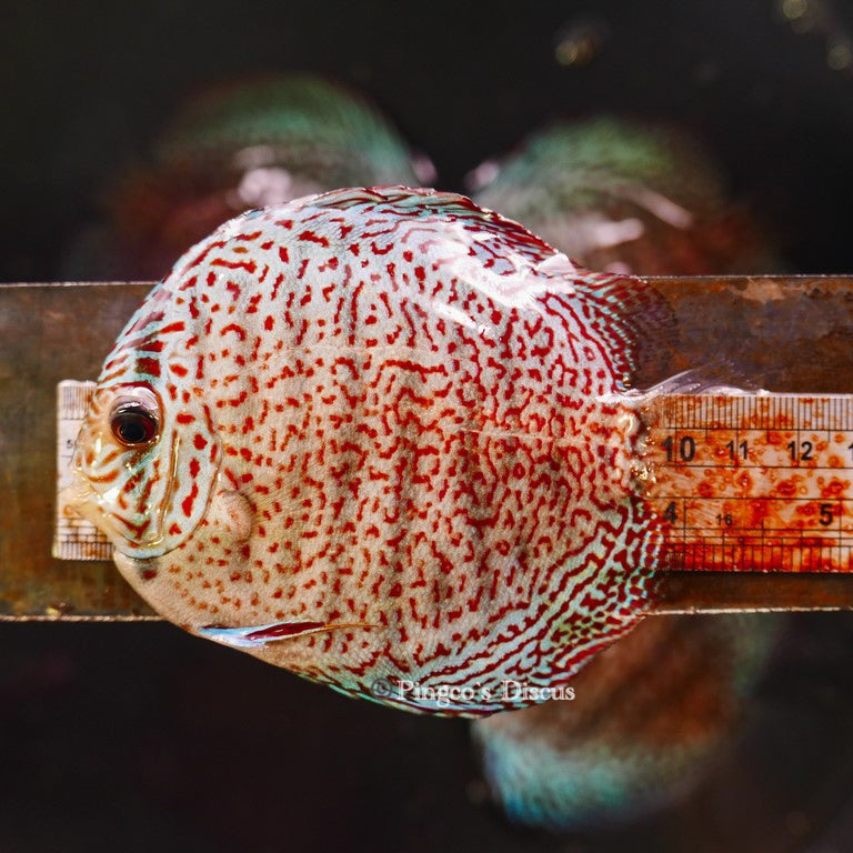 4.5"	Panthera Leopard