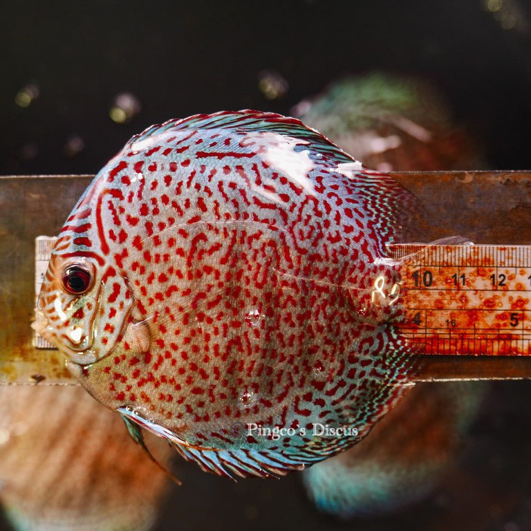 4.5"	Panthera Leopard