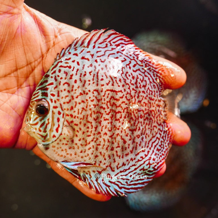 4.5"	Panthera Leopard