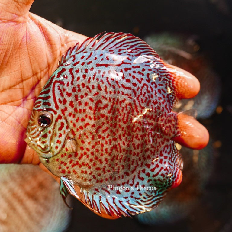 4.5"	Panthera Leopard