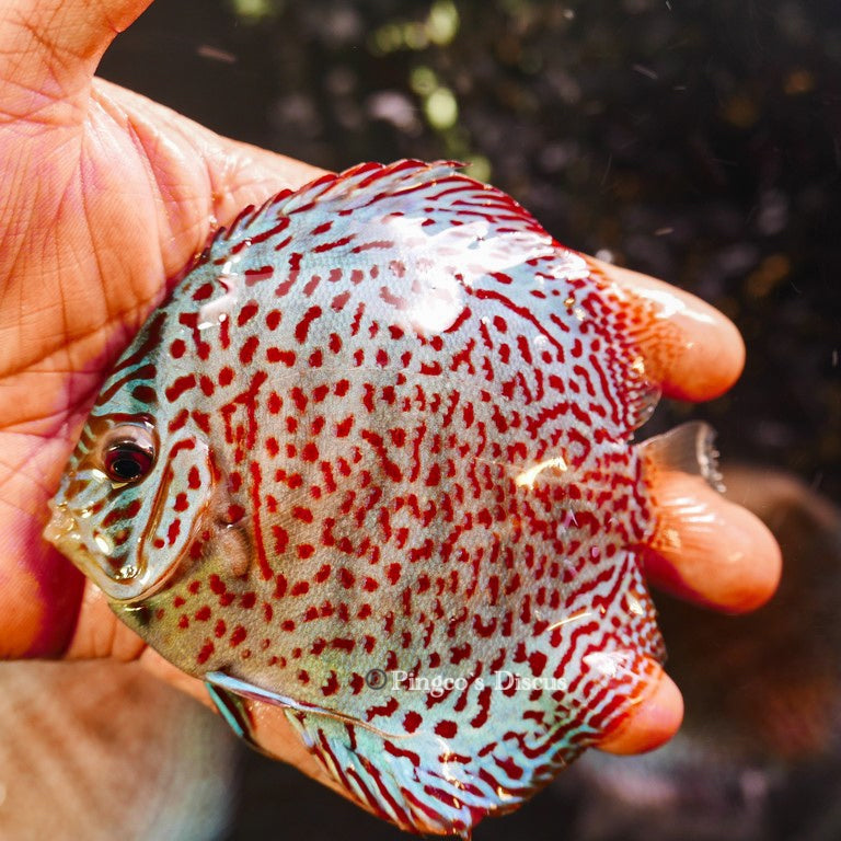 4.5"	Panthera Leopard