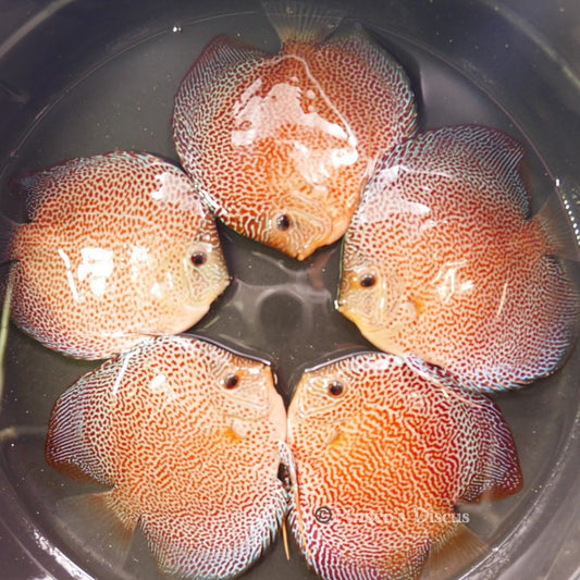 5.5"	Hb Penang Eruption (Select Grade)