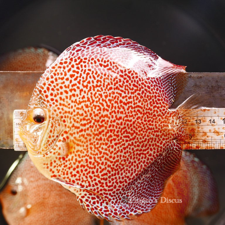 5.5"	Hb Penang Eruption (Select Grade)