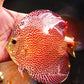 5.5"	Hb Penang Eruption (Select Grade)