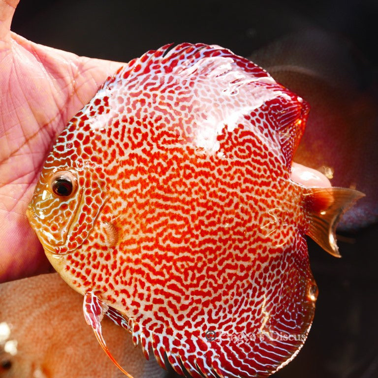 5.5"	Hb Penang Eruption (Select Grade)