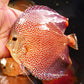 5.5"	Hb Penang Eruption (Select Grade)