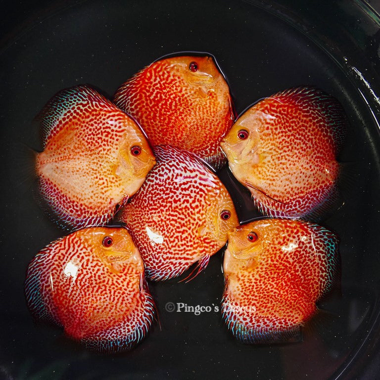 4"	Pigeon King cobra Snakeskin