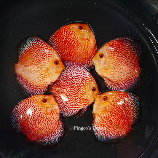 4"	Pigeon King cobra Snakeskin