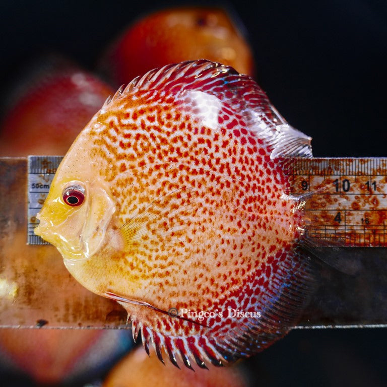 4"	Pigeon King cobra Snakeskin