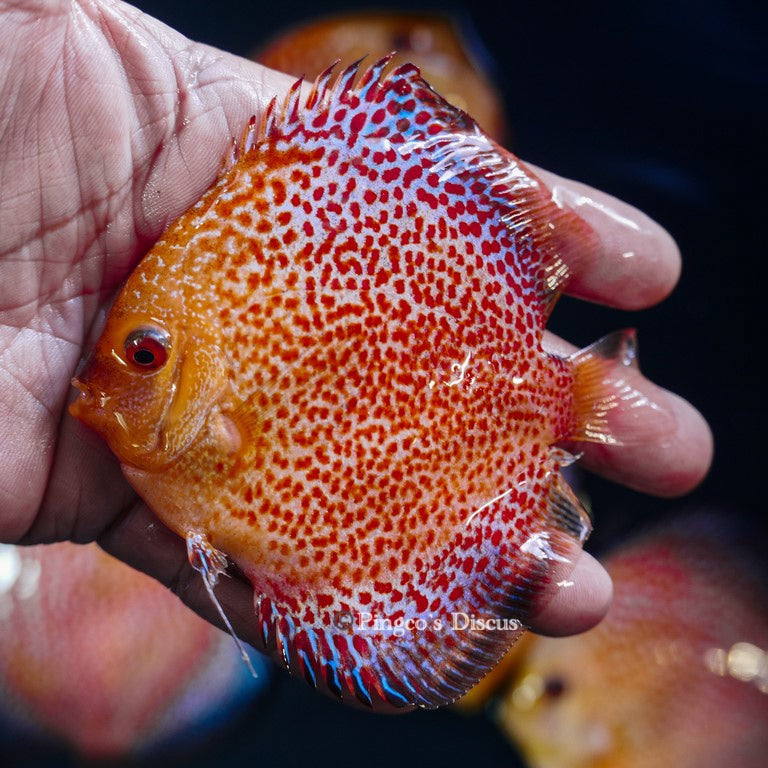 4"	Pigeon King cobra Snakeskin