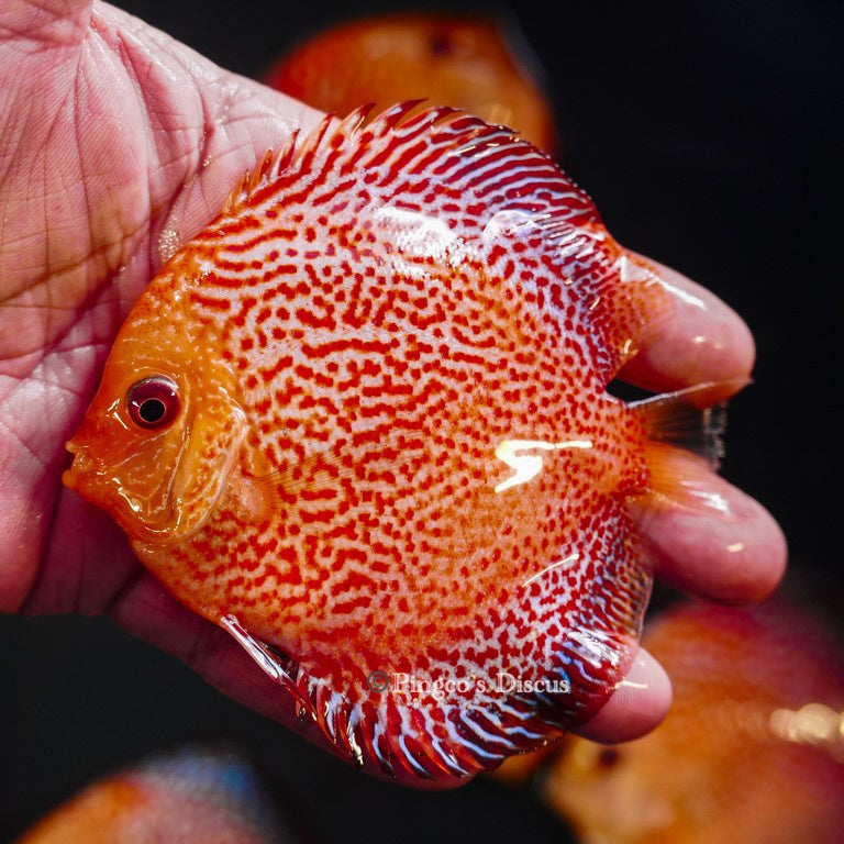 4"	Pigeon King cobra Snakeskin