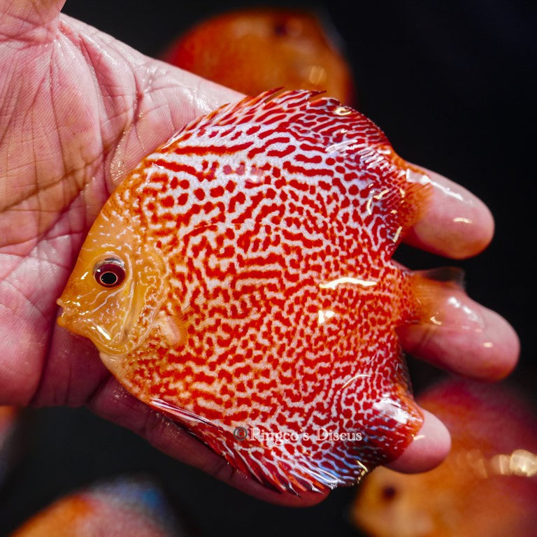 4"	Pigeon King cobra Snakeskin