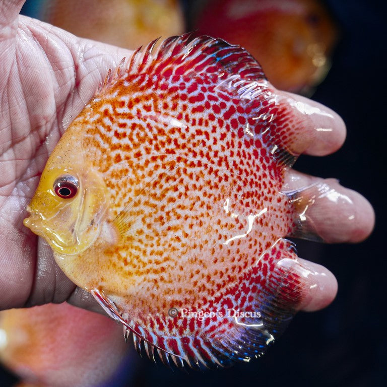 4"	Pigeon King cobra Snakeskin