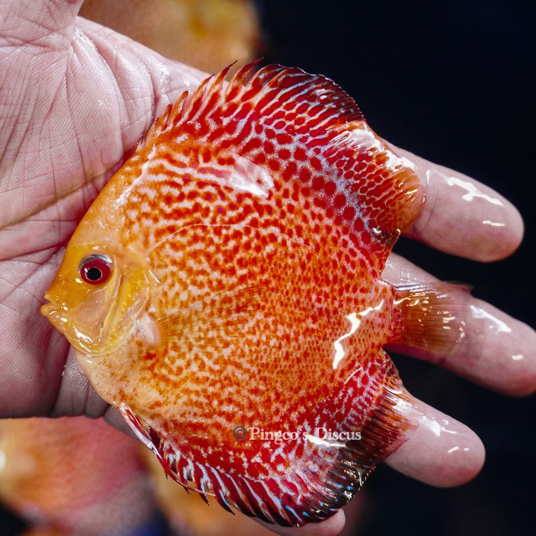 4"	Pigeon King cobra Snakeskin