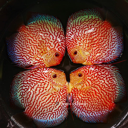 6"	Red Eagle Snakeskin (Select Grade)