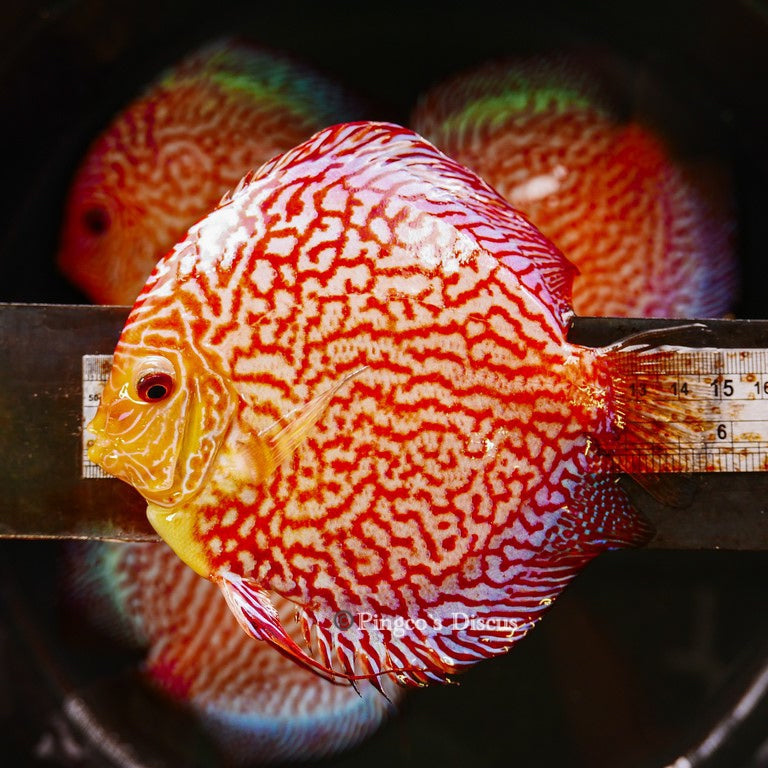 6"	Red Eagle Snakeskin (Select Grade)