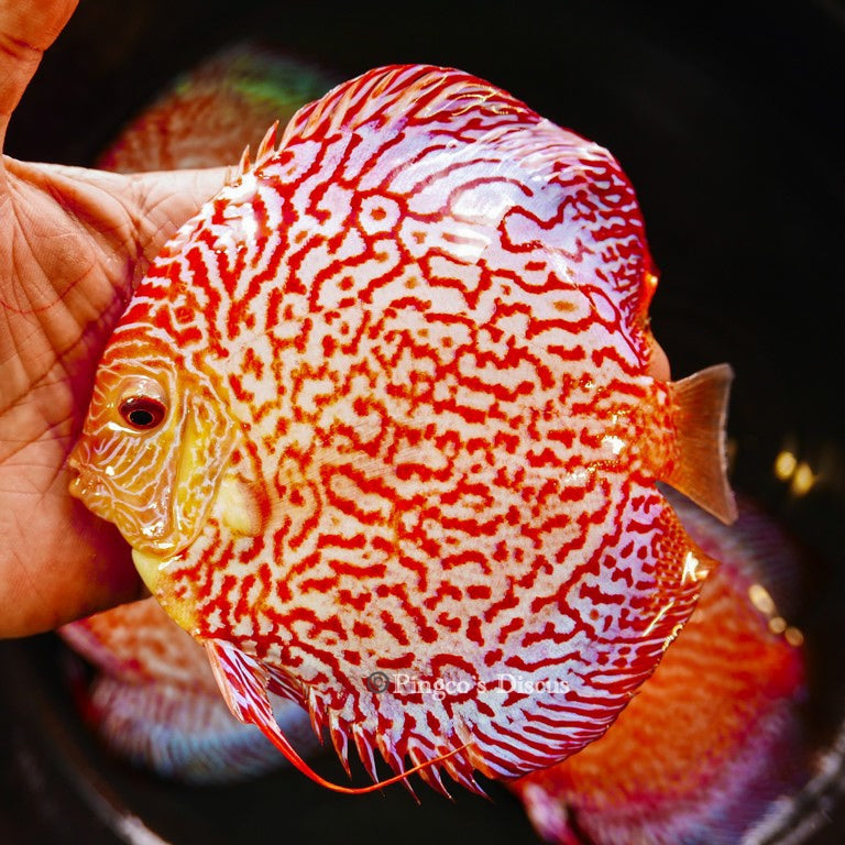 6"	Red Eagle Snakeskin (Select Grade)