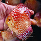 4-4.5"	Rafflesia