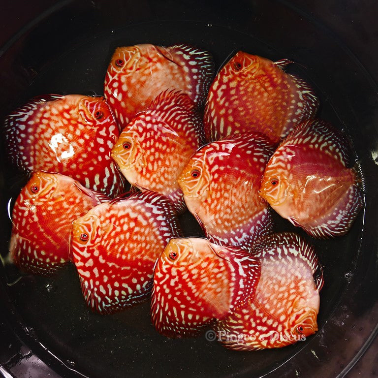 4-4.5"	Rafflesia
