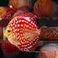 4-4.5"	Rafflesia