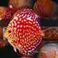 4-4.5"	Rafflesia