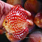 4-4.5"	Rafflesia
