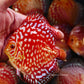 4-4.5"	Rafflesia