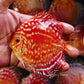 4-4.5"	Rafflesia