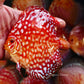 4-4.5"	Rafflesia