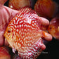 4-4.5"	Rafflesia