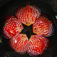 5"	Rafflesia (Select Grade)