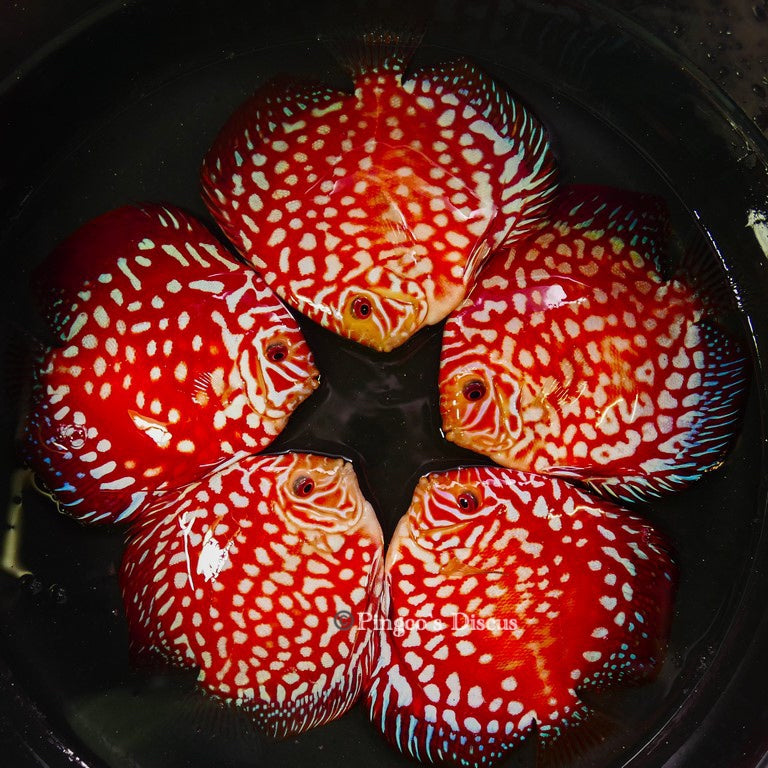 5"	Rafflesia (Select Grade)