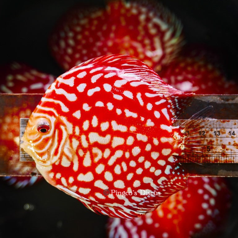 5"	Rafflesia (Select Grade)