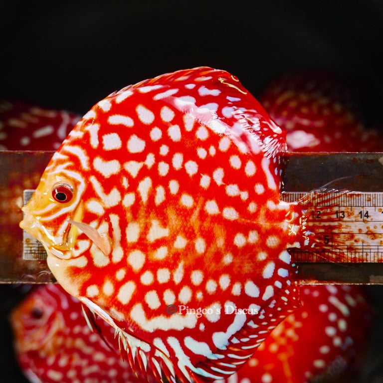 5"	Rafflesia (Select Grade)