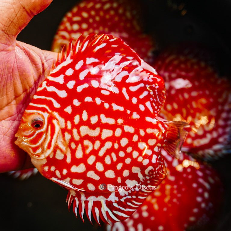 5"	Rafflesia (Select Grade)