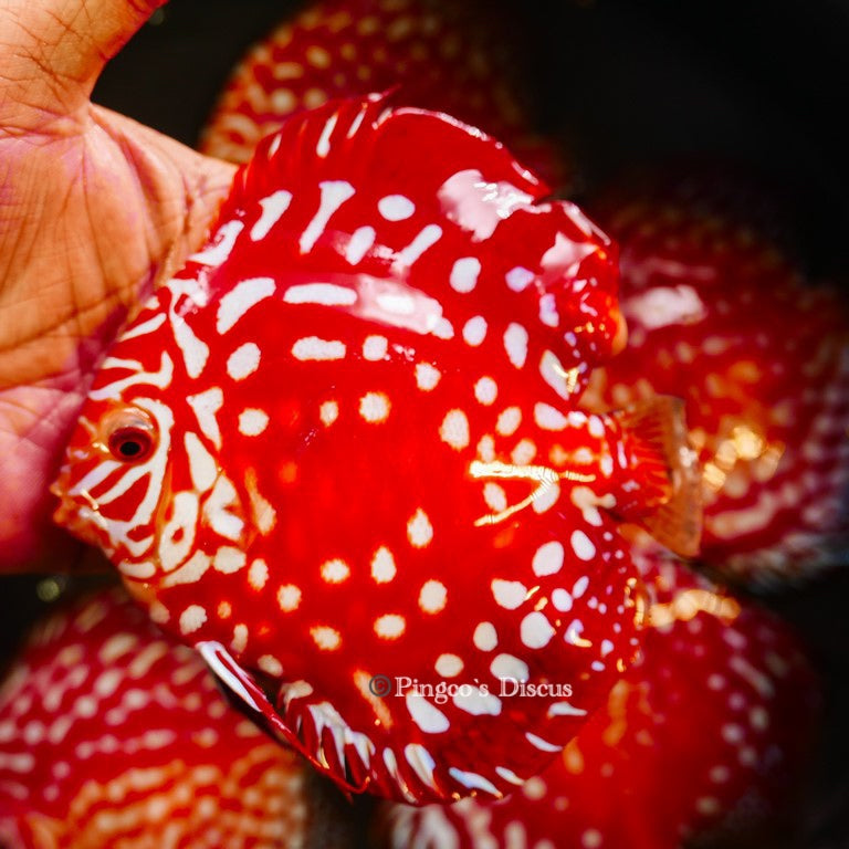 5"	Rafflesia (Select Grade)