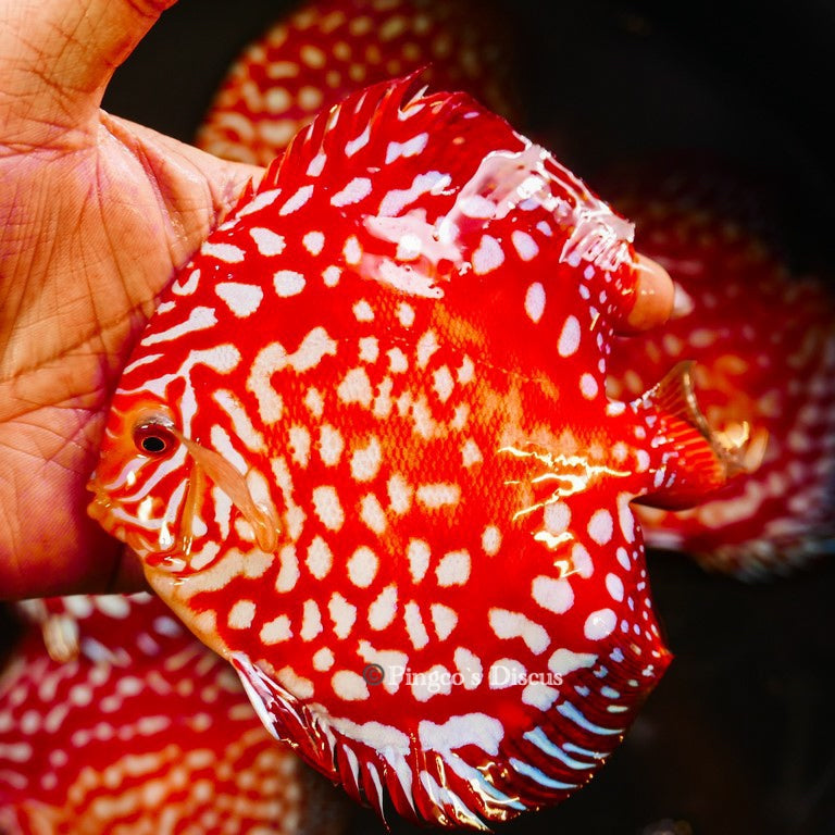 5"	Rafflesia (Select Grade)