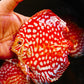 5"	Rafflesia (Select Grade)