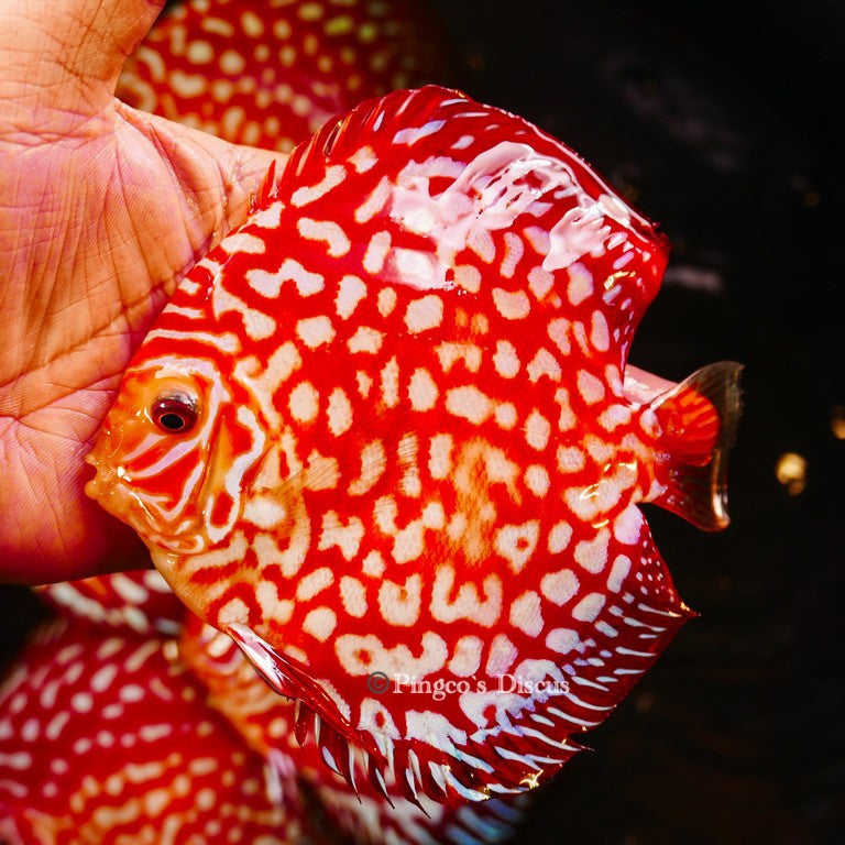 5"	Rafflesia (Select Grade)