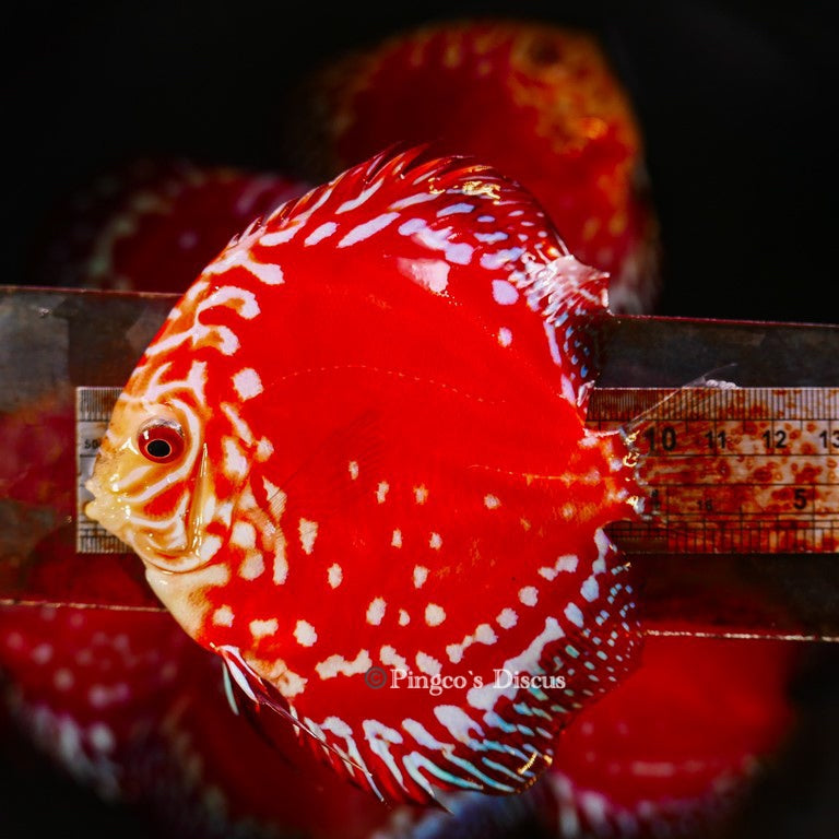 4.5"	Rafflesia (Select Grade)