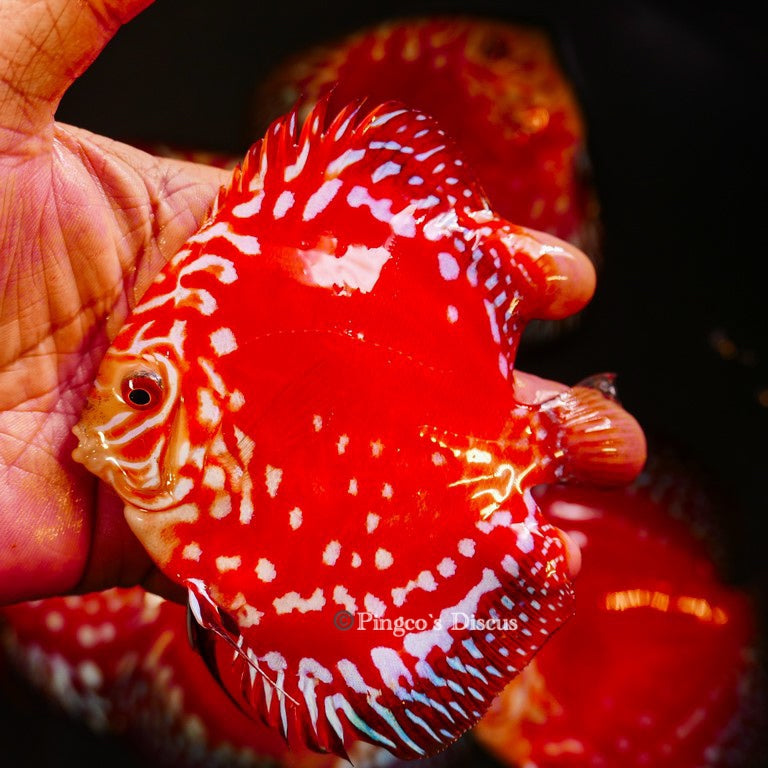 4.5"	Rafflesia (Select Grade)