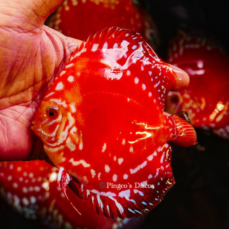 4.5"	Rafflesia (Select Grade)