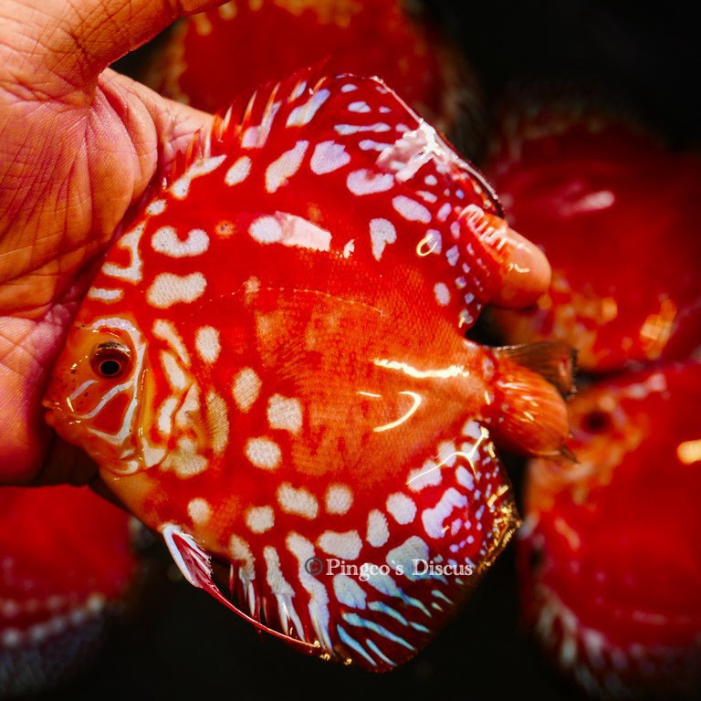 4.5"	Rafflesia (Select Grade)