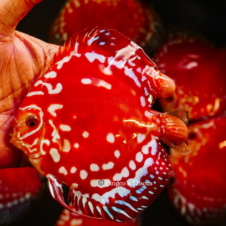 4.5"	Rafflesia (Select Grade)